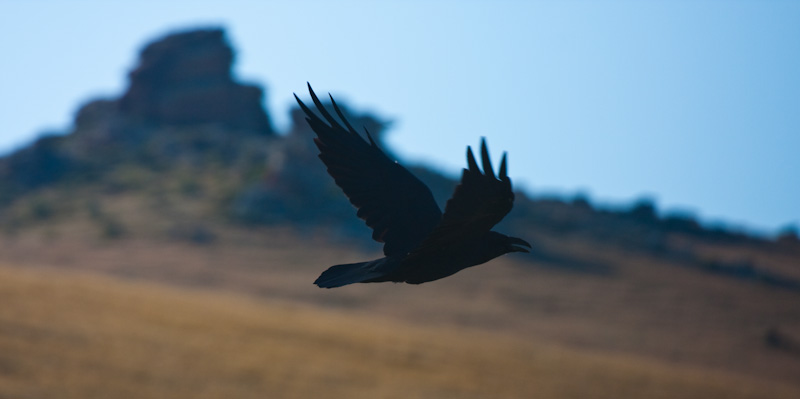 Common Raven In Flight